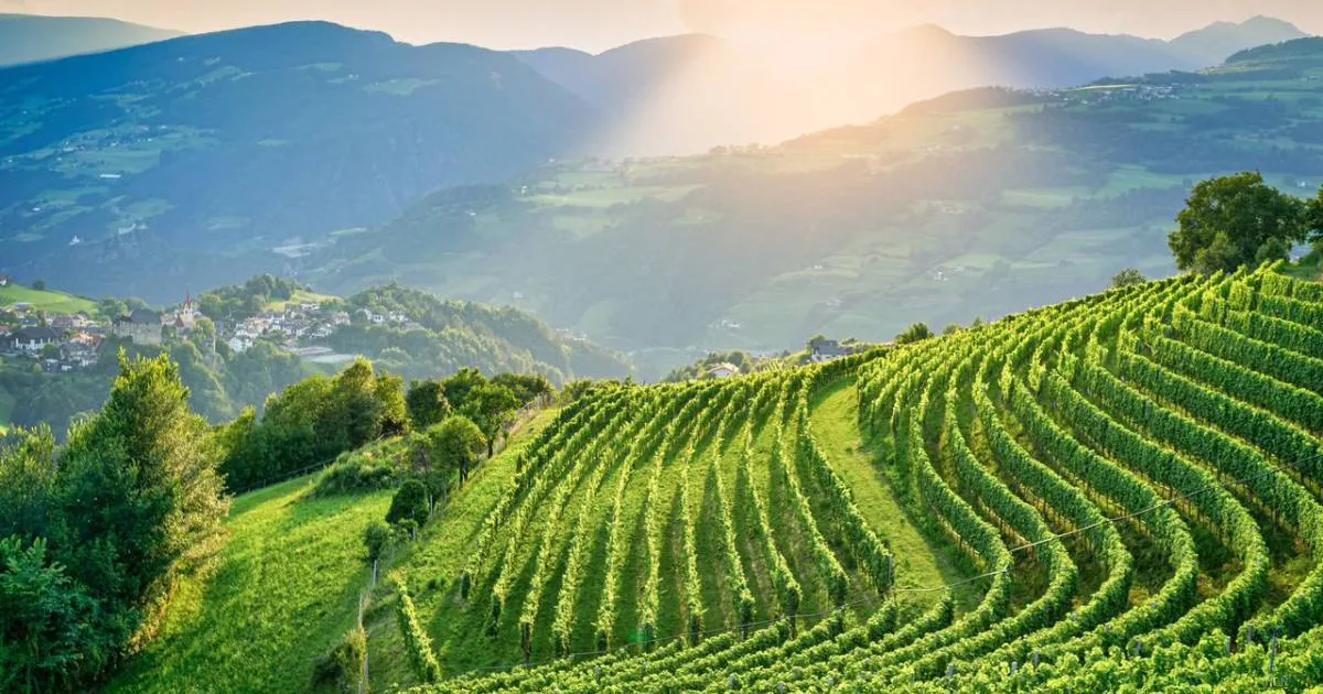 La Cantina Valle Isarco: eccellenza vinicola tra i terrazzamenti dell'Alto Adige