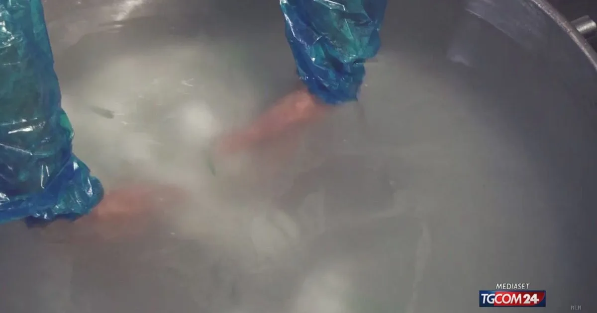 Burrata, lo scontro tra regioni: chi può rivendicare il formaggio più famoso d'Italia