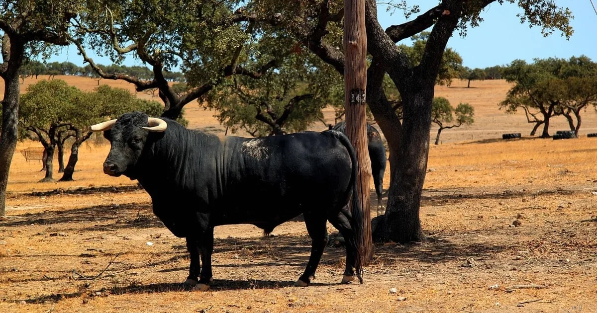 Tragedia nelle campagne tarantine: anziano ucciso dalle corna di un toro