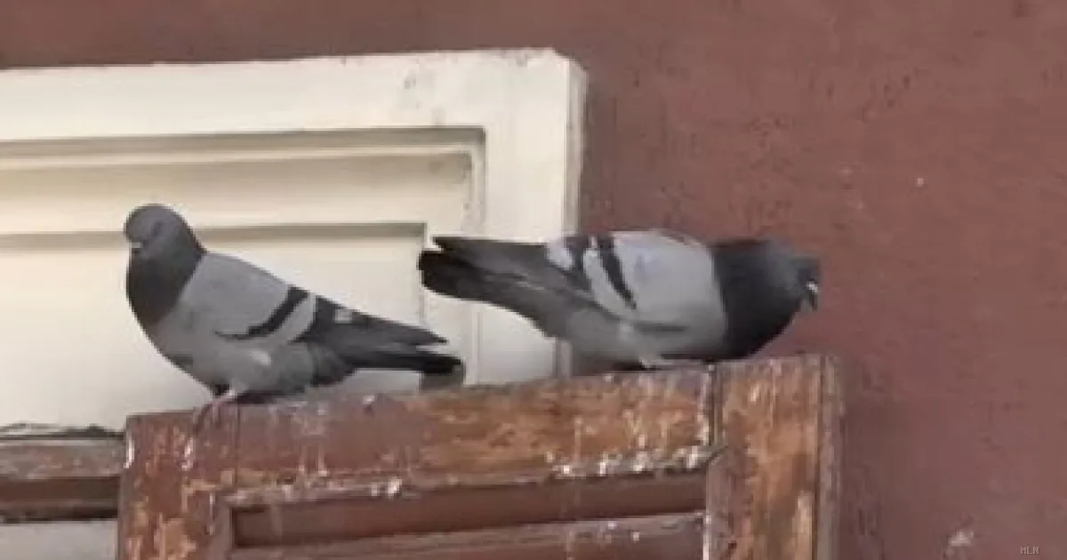 Taranto, inquilino trasforma terrazzo condominiale in colombaia: scatta la denuncia