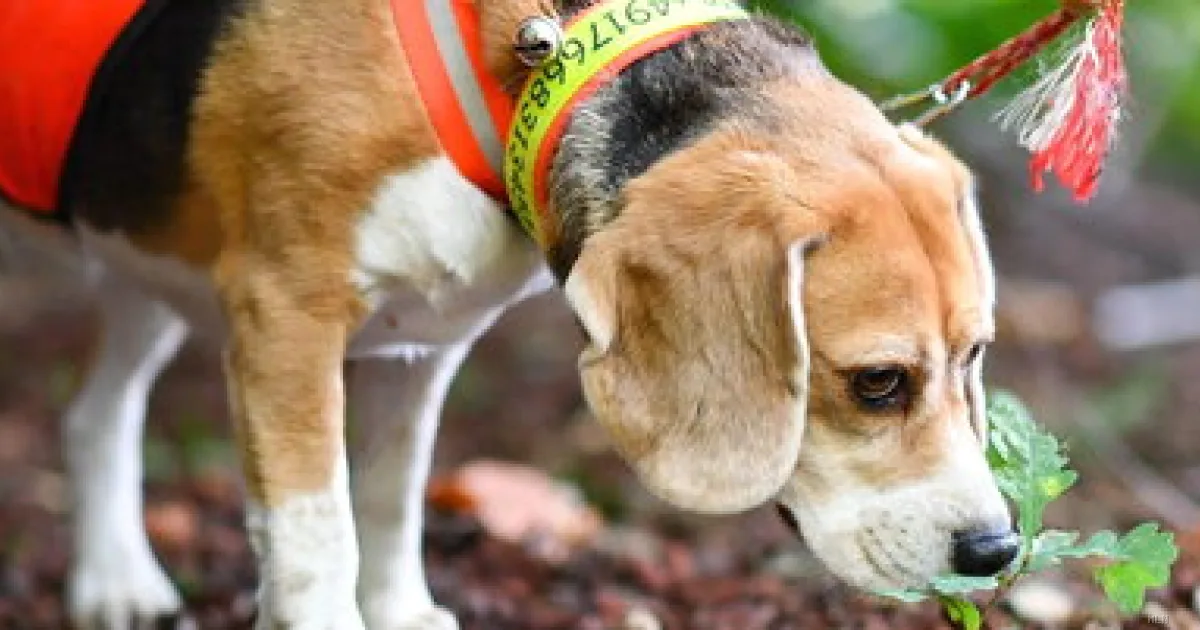 Tar blocca i test sui cani a Roma: «La salute degli animali viene prima»