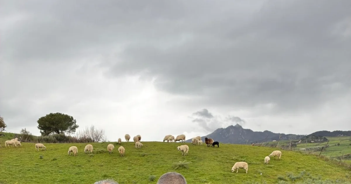 Maxi sequestro in Sicilia: dieci agricoltori truffavano l'Agea per 1,4 milioni