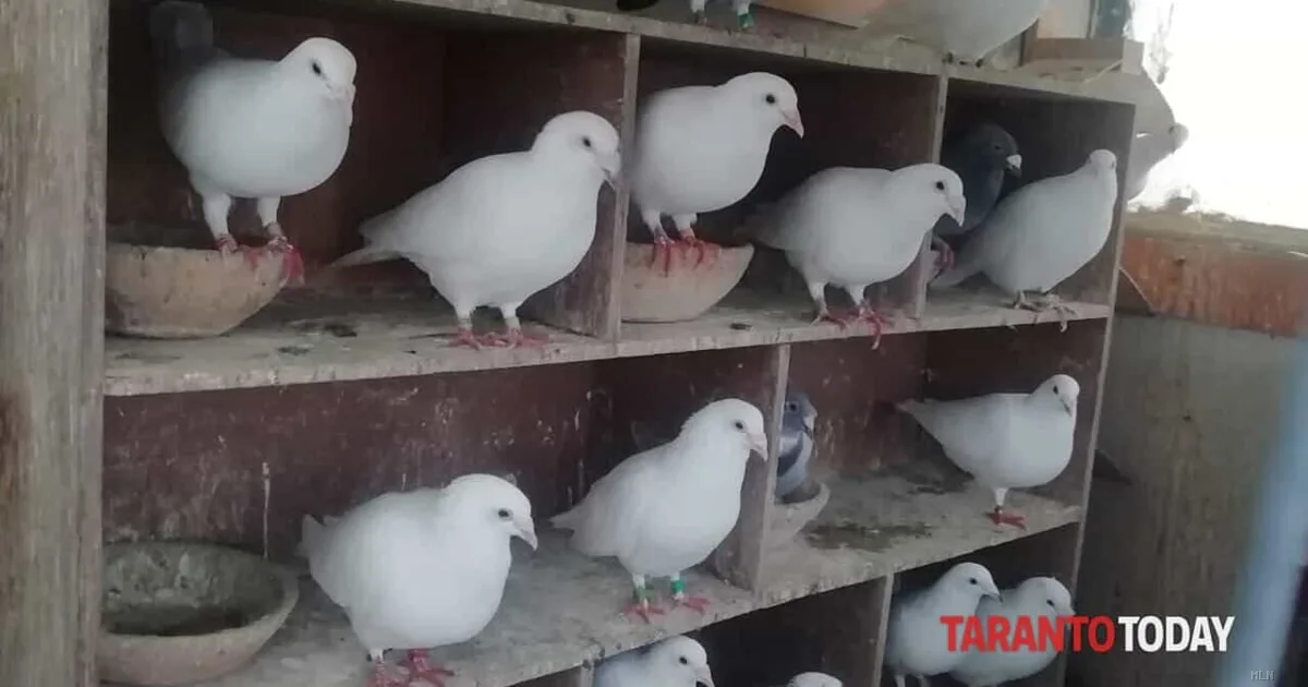 Taranto, condominio sotto assedio: denunciato per allevamento abusivo e atti intimidatori