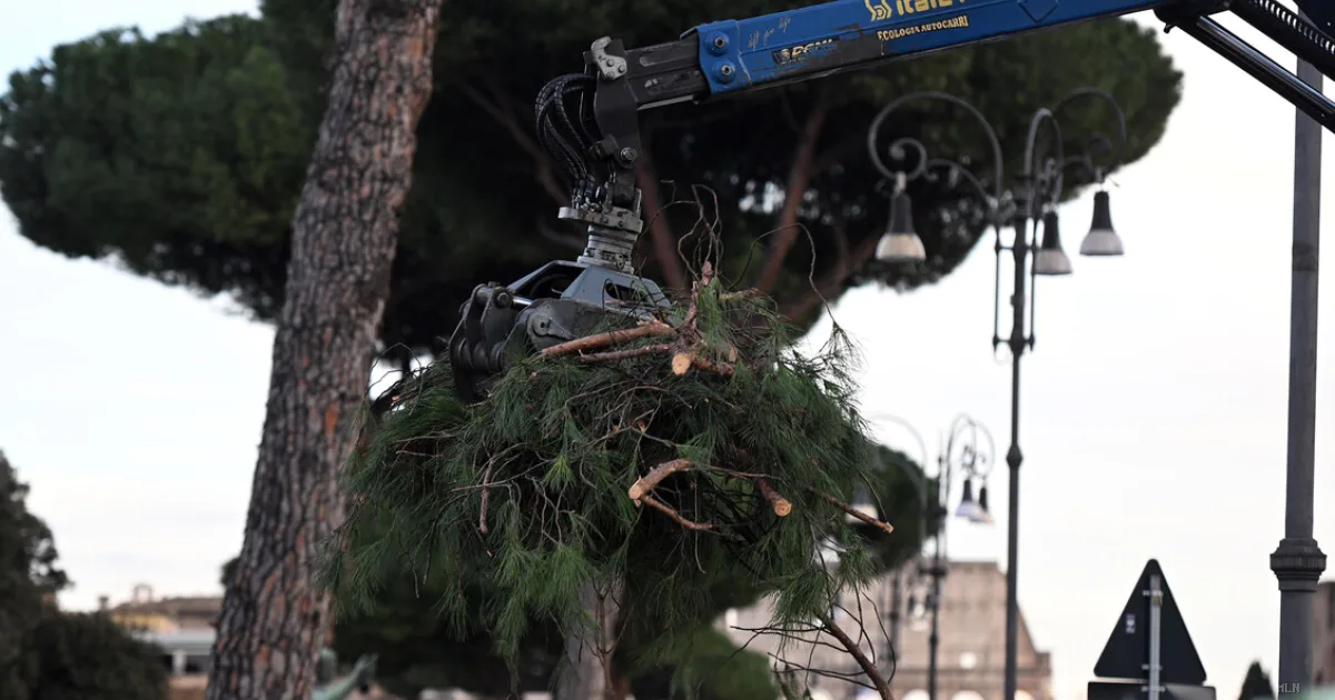 Tar respinge il ricorso: a Roma proseguono gli abbattimenti dei pini pericolanti