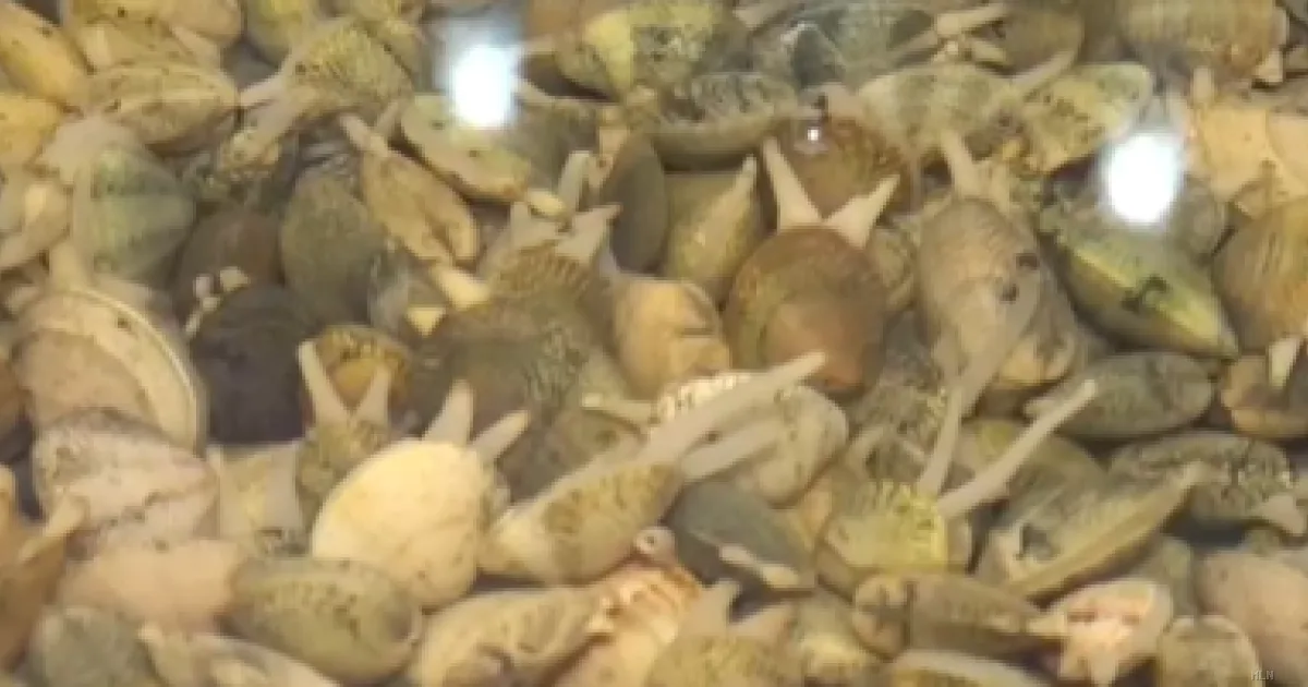 Epatite A a Napoli, i frutti di mare non si vendono più: commercianti in crisi con -80%