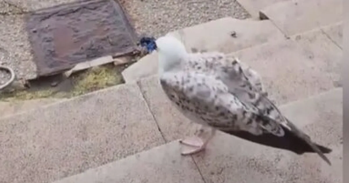 Pasquale il gabbiano: da randagio a stella del molo San Nicola di Bari