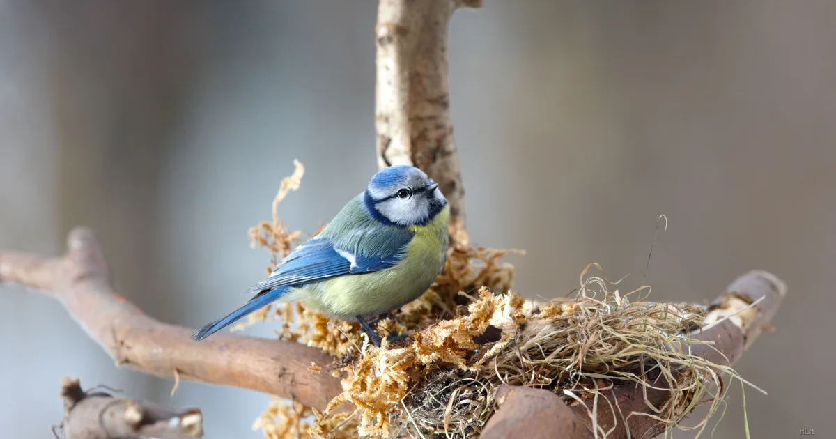 Cinciallegre intelligenti: trasformano i mozziconi in scudo antiparassiti