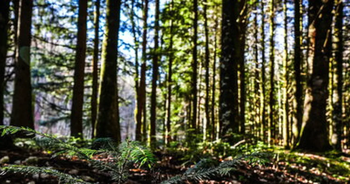 Cefalù, due bambini in comunità nel bosco: la procura interviene per verificare le condizioni