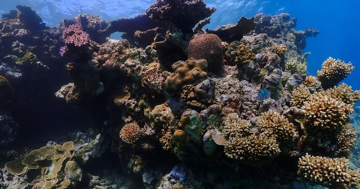 Gli oceani agonizzanti dell'era umana: l'allarme dell'ecologo Danovaro