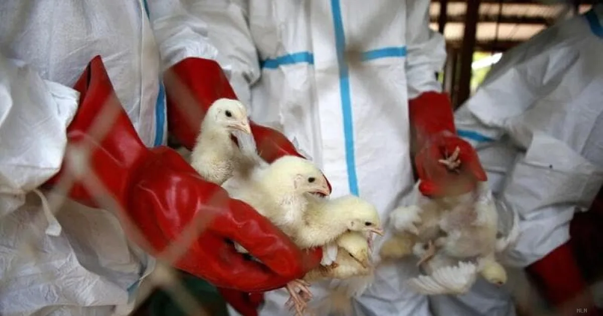 Primo caso europeo di aviaria in Lombardia, contagio avvenuto all'estero