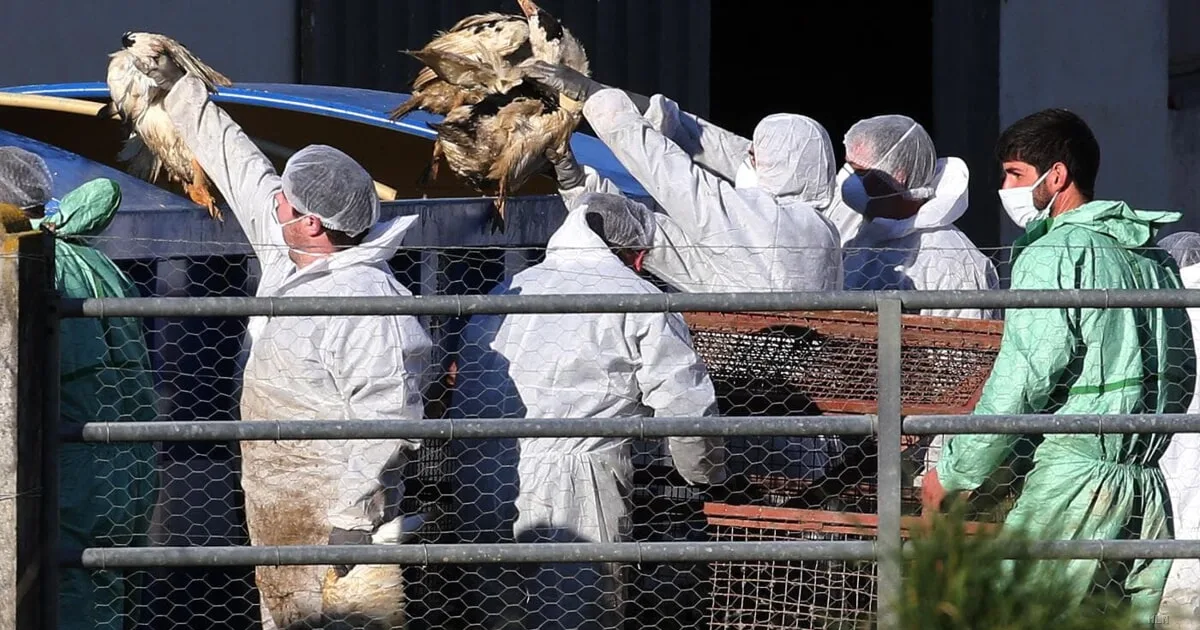 Primo caso di aviaria in Europa: paziente ricoverato in Lombardia