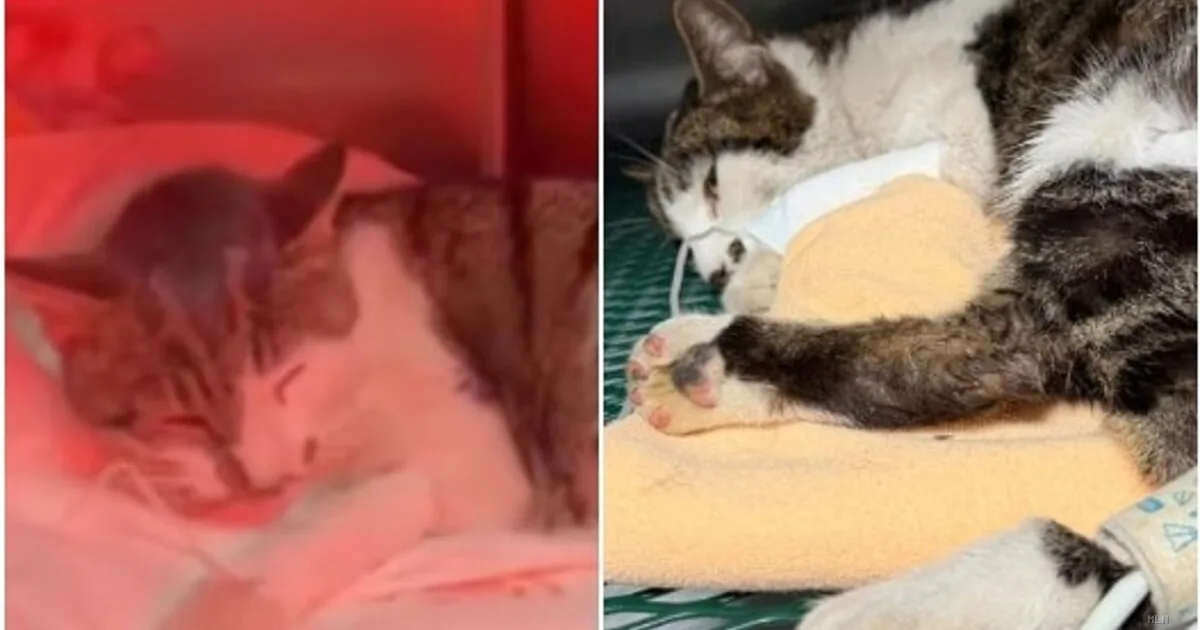 Gattina trovata agonizzante a Roma: i veterinari denunciano violenza sessuale