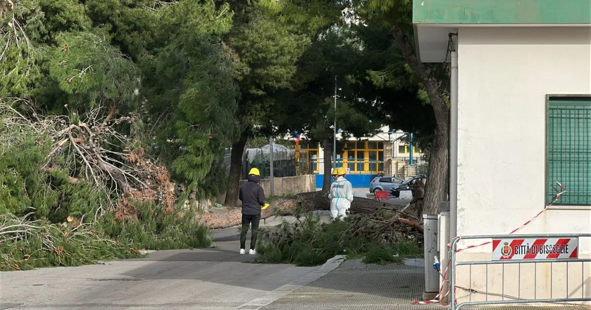 Tragedia a Bisceglie: una bambina di 12 anni muore schiacciata da un albero
