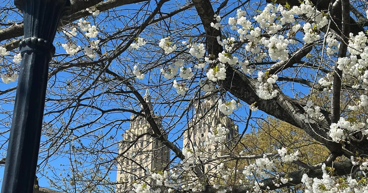 Central Park si tinge di primavera: New York celebra lo spettacolo della fioritura
