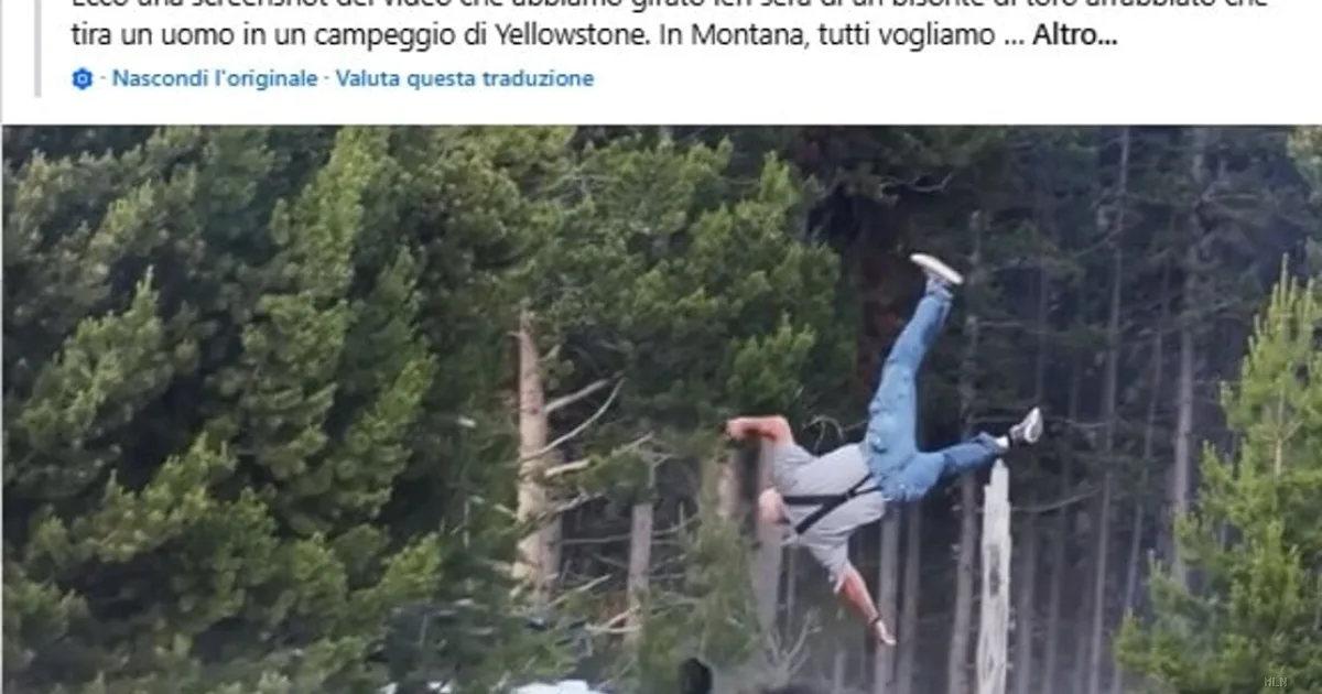 Carica letale a Yellowstone: bisonte scaraventa turista in aria, ferite gravi