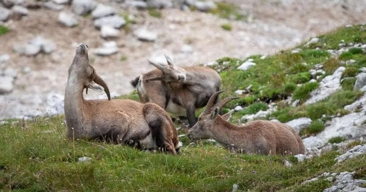 Escursionista travolta da uno stambecco in Val di Sole: ricoverata a Cles